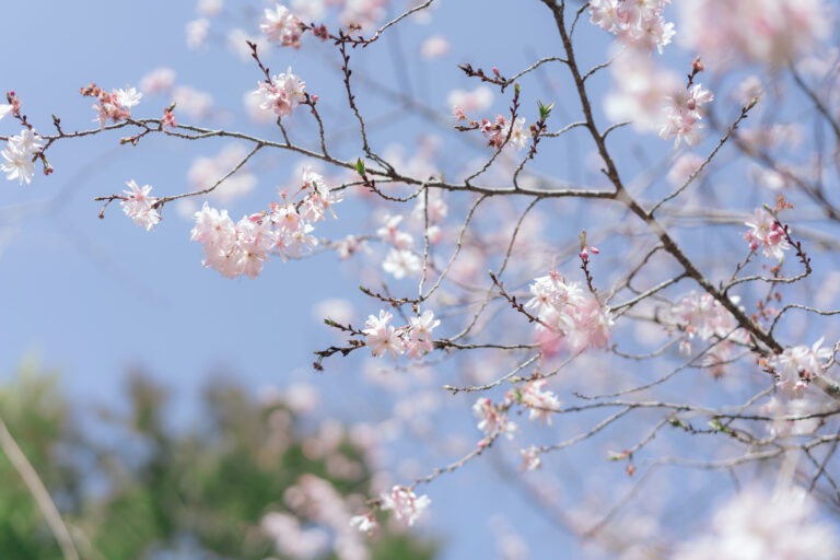【春挙式/桜祝言/母屋】